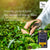 200 EARL GREY TEA BAGS REFILL PACK
